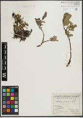 Foto von Salix arctica Pall.
